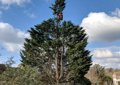 Tree and Garden Services